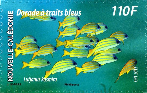 Bluestripe Snapper (Lutjanus kasmira)
