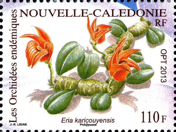 Eria karicouyensis