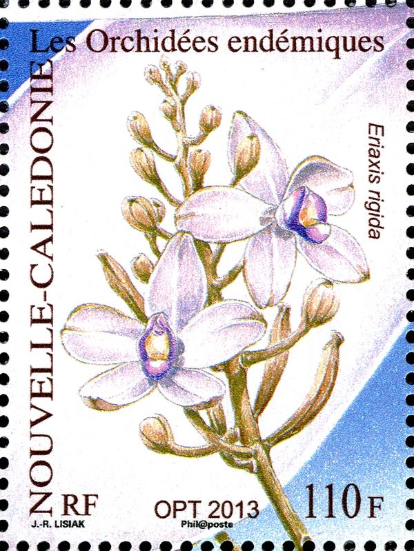 Eriaxis rigida