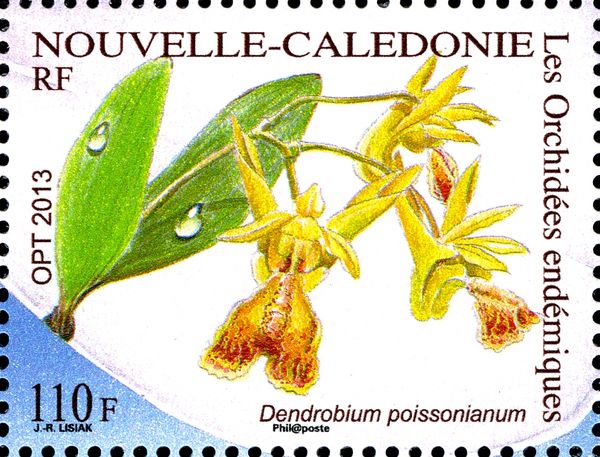 Dendrobium poissonianum
