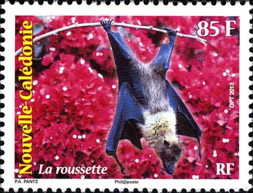 New Caledonia Flying Fox (Pteropus vetula)