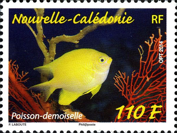 Golden Damselfish (Amblyglyphidodon aureus)