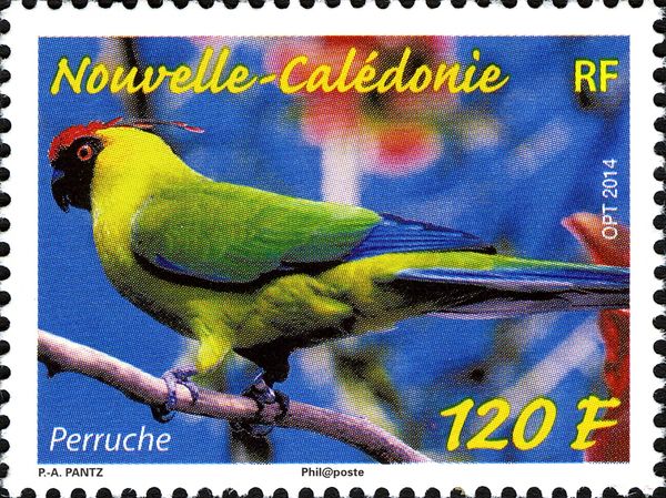 Horned Parakeet (Eunymphicus cornutus)