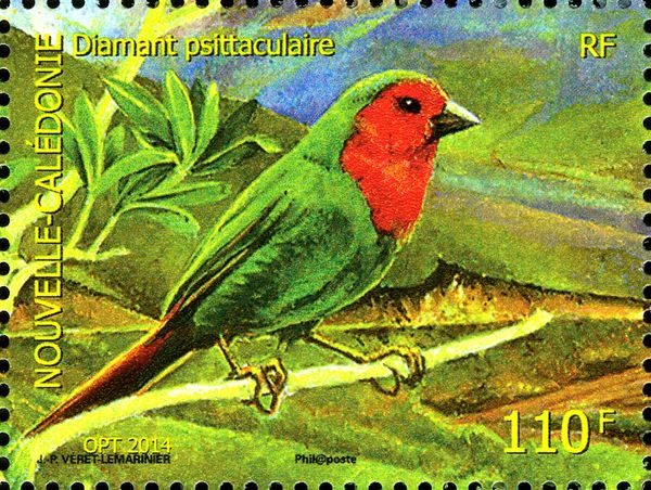 Red-throated Parrotfinch (Erythrura psittacea)