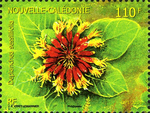 Deplanchea sessilifolia