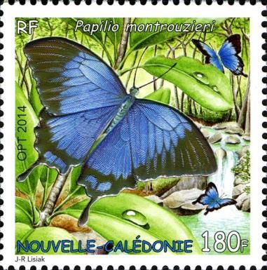 Swallowtail (Papilio montrouzieri)