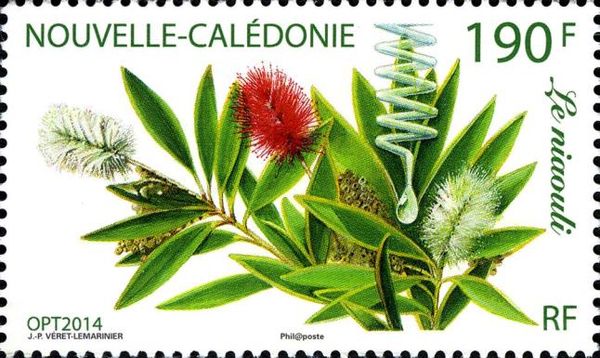 Niaouli - Melaleuca quinquenervla