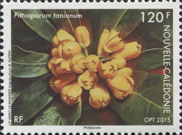 Pittosporum tanianum