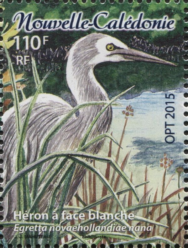 White-faced Heron (Egretta novaehollandiae nana)