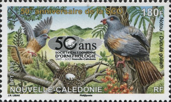 New Caledonian Imperial-pigeon (Ducula goliath)
