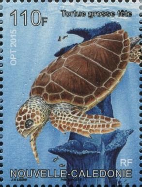 Loggerhead Turtle (Caretta caretta)