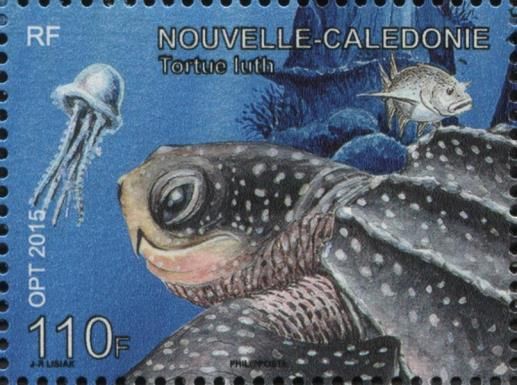 Leatherback Sea Turtle (Dermochelys coriacea)