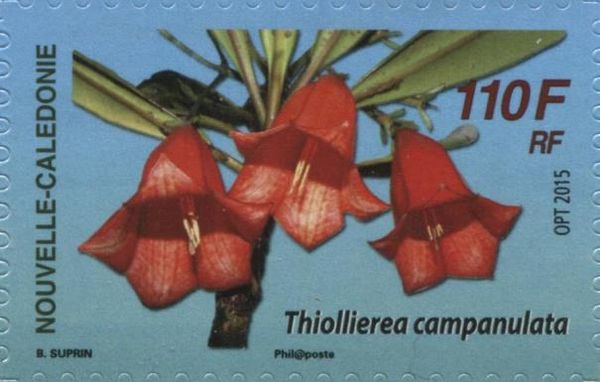 Thiollierea campanulata