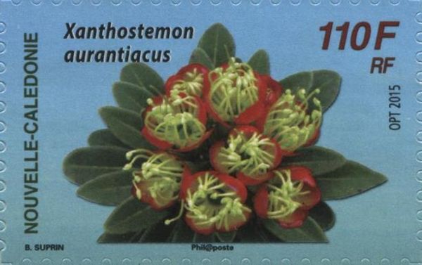 Xanthostemon aurantiacus