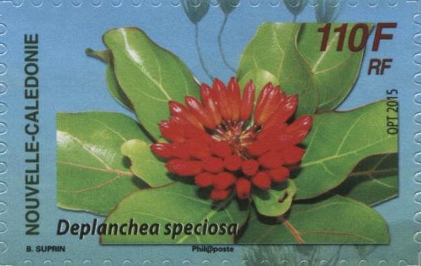 Deplanchea speciosa