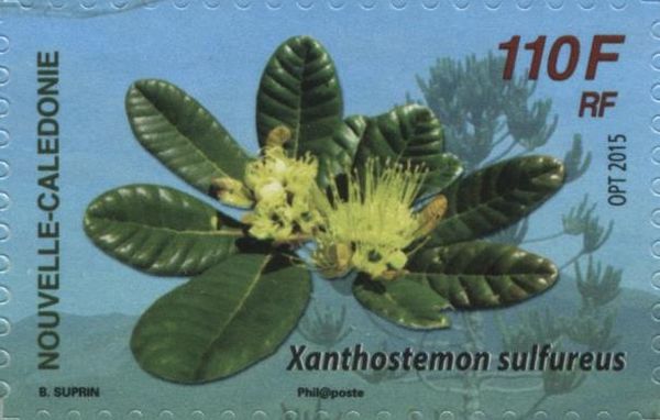 Xanthostemon sulfureus