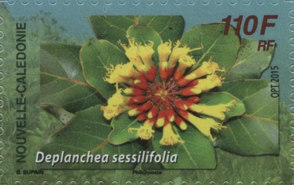 Deplanchea sessilifolia