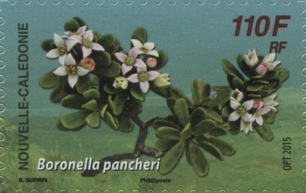 Boronella pancheri