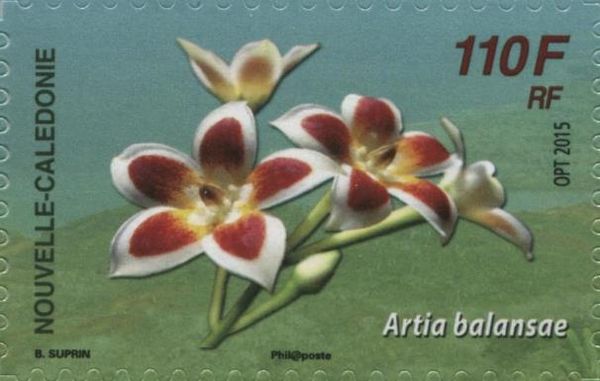 Artia balansae