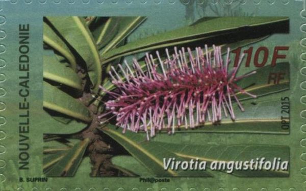 Virotia angustifolia