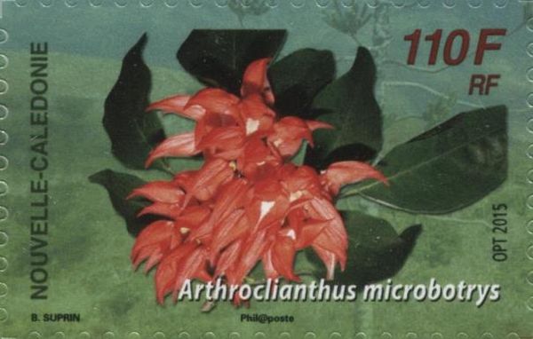 Arthroclianthus microbotrys