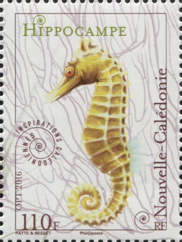 Sea horse