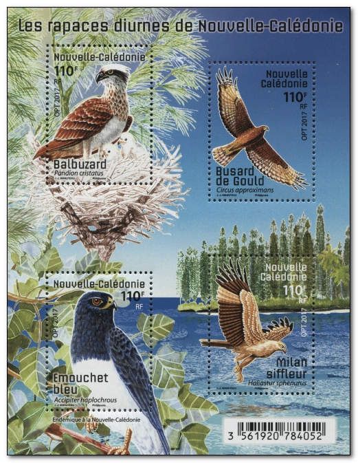 Osprey (Pandion cristatus)