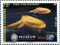 Summer Tadpole Shrimp (Triops intermedius)
