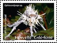 Ophiocordyceps sp