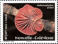 Anthracaphyllum archeri