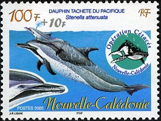 Pantropical Spotted Dolphin (Stenella attenuata)