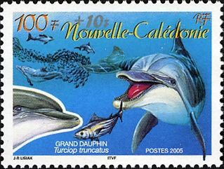 Common Bottlenose Dolphin (Tursiops truncatus)