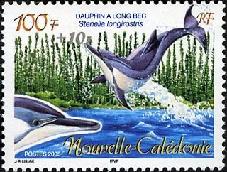 Spinner Dolphin (Stenella longirostris)