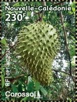 Soursop (Annona muricata)
