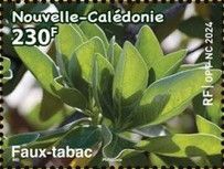 False Tobacco (Heliotropium arboreum)