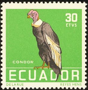 Andean Condor (Vultur gryphus)