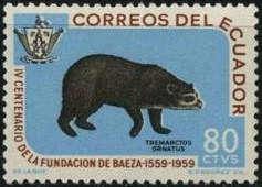Spectacled Bear (Tremarctos ornatus)
