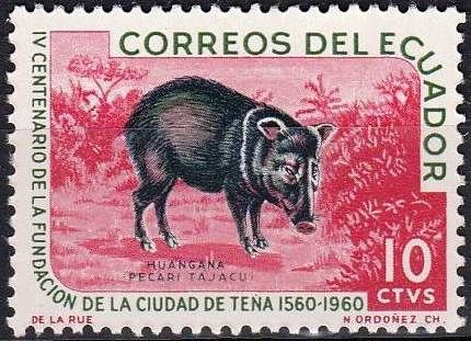 Collared Peccary (Pecari tajacu)