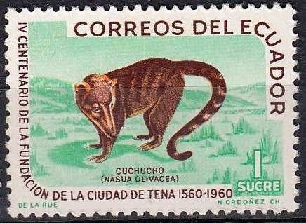 Mountain Coati (Nasuella olivacea)