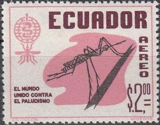 Anopheles Mosquito (Anopheles sp.), WHO Characters