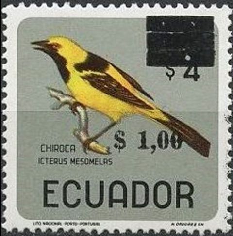 Yellow-tailed Oriole (Icterus mesomelas)