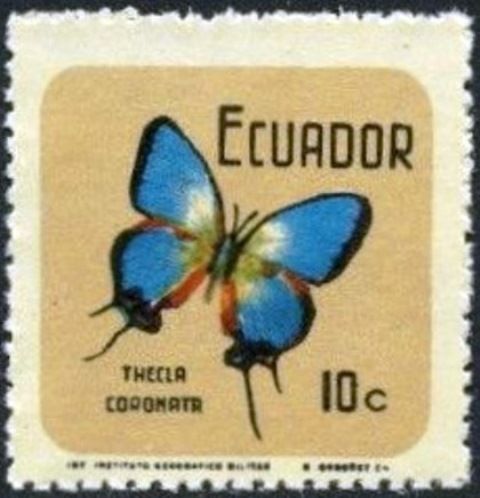 Crowned Hairstreak (Thecla coronata)