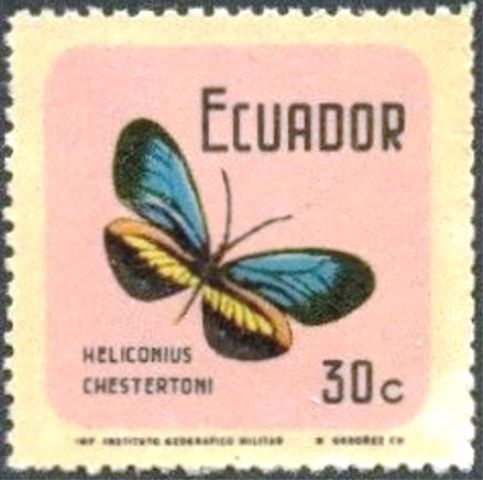 Erato Heliconian (Heliconius erato ssp. chestertoni)