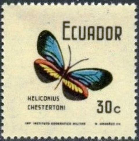 Erato Heliconian (Heliconius erato ssp. chestertoni)