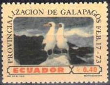Nazca Booby (Sula granti)
