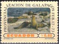 Galapagos Sea Lion (Zalophus wollebaeki)