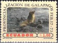 Galapagos Fur Seal (Arctocephalus galapagoensis)