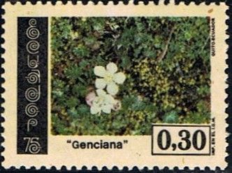 Gentiana