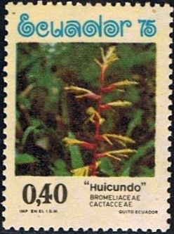 Huicundo - Tillandsia incarnata