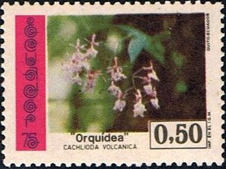 Cochlioda vulcanica